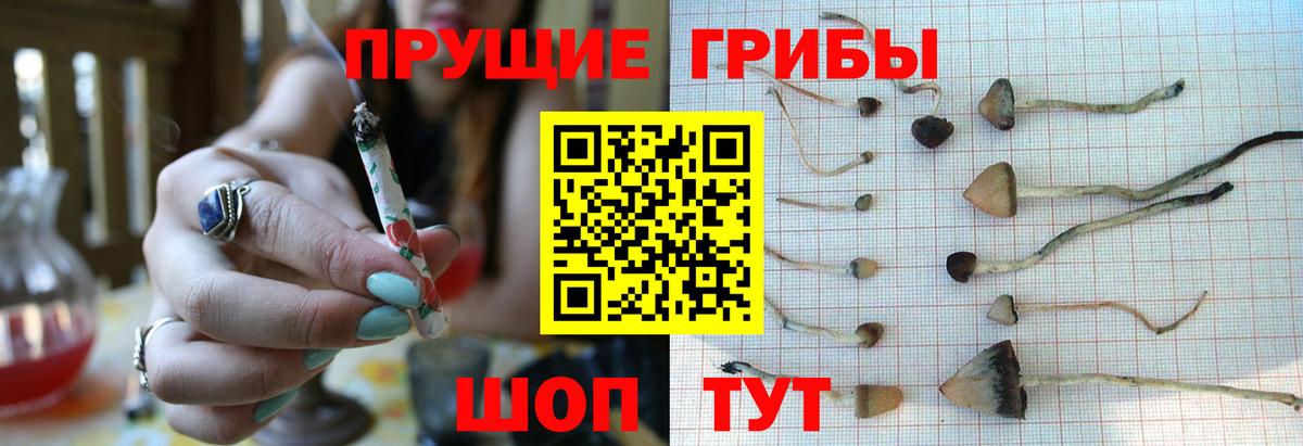 Псилоцибиновые грибы Psilocybe Фрязино